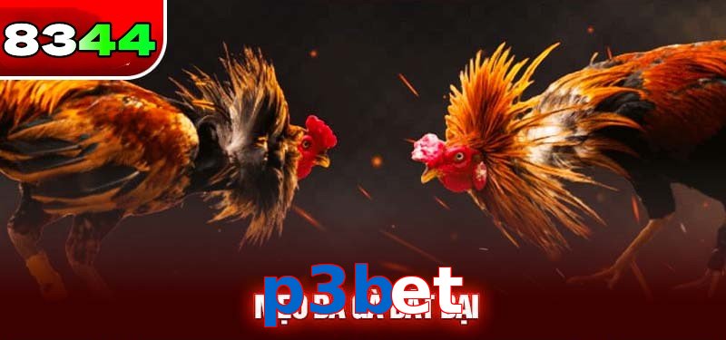 Đá gà p3bet có sức hấp dẫn